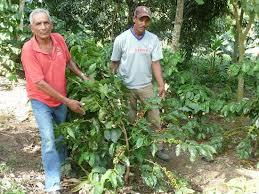 Brigadas de cafetales reclaman pagos a Codocafé.