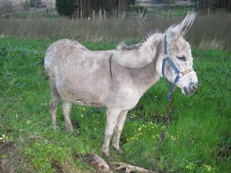 A nova burra de Quilmas