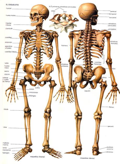 Características especiales del esqueleto infantil