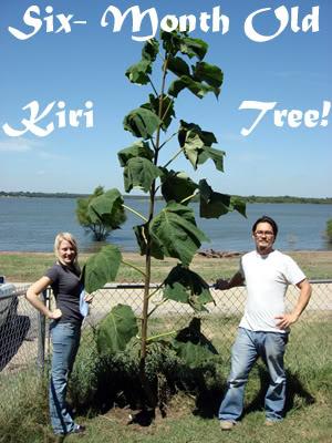 La revolución del Kiri, el árbol que puede salvar al mundo