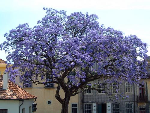 Empress Tree (Paulownia tomentosa)
