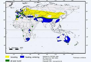 Somormujos lavancos en Zeluán