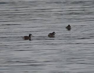 Somormujos lavancos en Zeluán