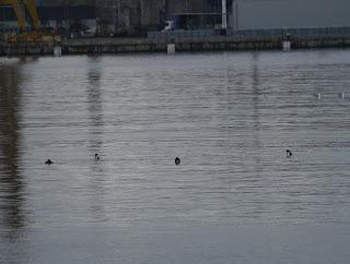 Somormujos lavancos en Zeluán