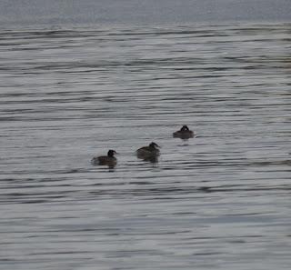 Somormujos lavancos en Zeluán