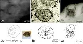 ojo de trilobites