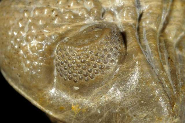 ojo fósil de trilobites