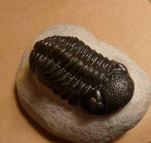 trilobites fósil