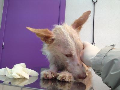 CASPIO PODENQUITO ABANDONADO, NECESITA ACOGIDA!! (MADRID)