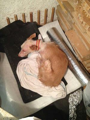 CASPIO PODENQUITO ABANDONADO, NECESITA ACOGIDA!! (MADRID)