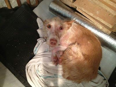 CASPIO PODENQUITO ABANDONADO, NECESITA ACOGIDA!! (MADRID)