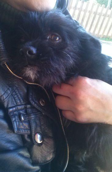 SAMI, PEQUEÑAJO DE SEIS MESES Y TAMAÑO PEQUEÑO, EN ADOPCIÓN‏.