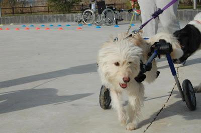Brady, junto a su carrito y después de ser atropellada y abandonada en la carretera, busca hogar. (Zaragoza)