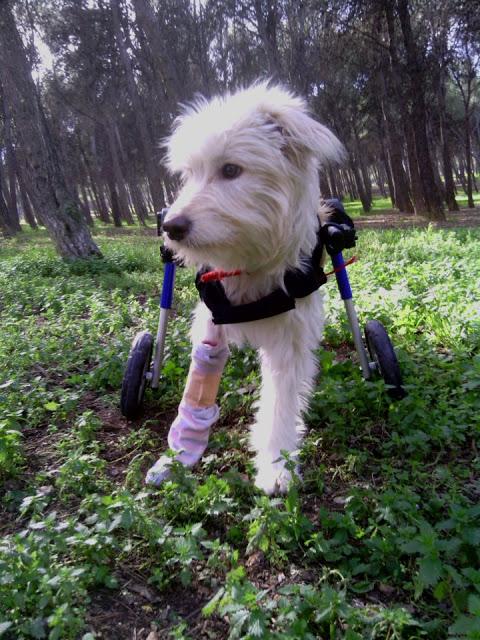 Brady, junto a su carrito y después de ser atropellada y abandonada en la carretera, busca hogar. (Zaragoza)