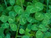 trébol Patricio