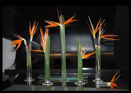 Colecciones A-cero Floral