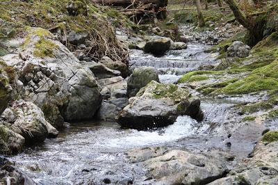 El Desmán del Pirineo en Basabe