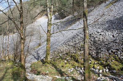 El Desmán del Pirineo en Basabe