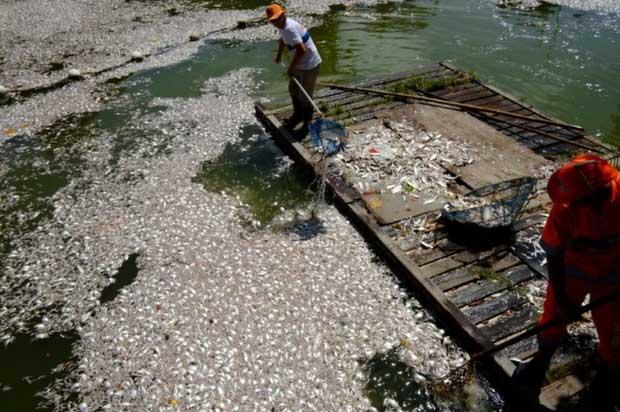 peces muertos en laguna de Río de Janeiro