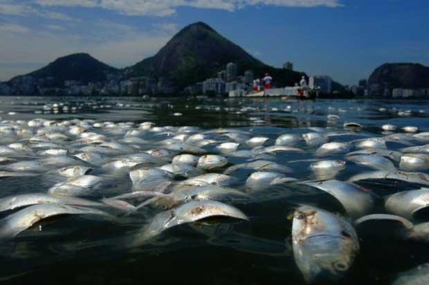 peces muertos en laguna de Río de Janeiro