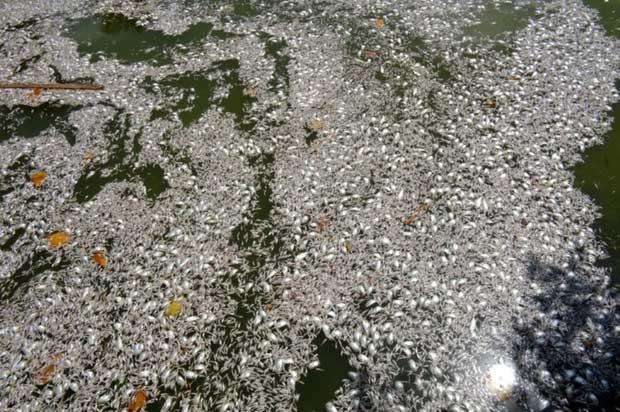 peces muertos en laguna de Río de Janeiro