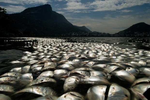 peces muertos en laguna de Río de Janeiro