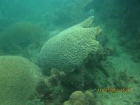 Diario de buceo en el Parque Tayrona: Sentimientos, aprendizajes y demás yerbas del curso