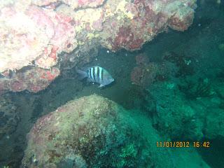 Diario de buceo en el Parque Tayrona: Sentimientos, aprendizajes y demás yerbas del curso