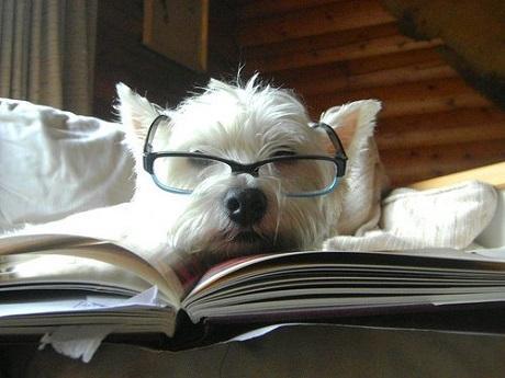 dog-studying dog-studying