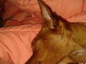 Honey está lista para encontrar familia