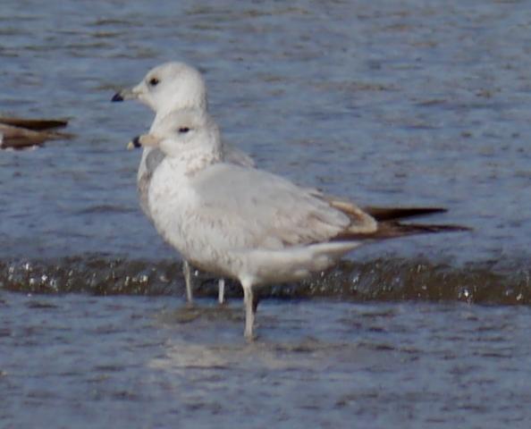 Gaviotas de Delaware