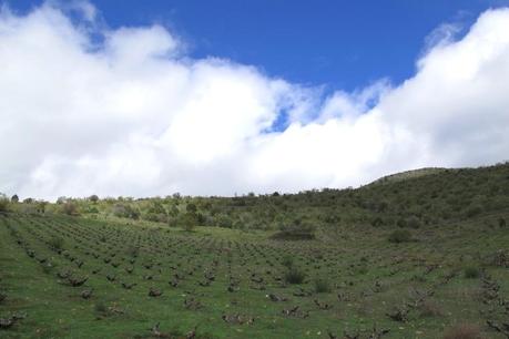 Viñedo Doble Punta de Maldivinas