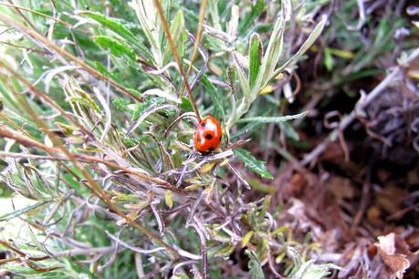 Mariquitas en el viñedo Doble Punta de Maldivinas