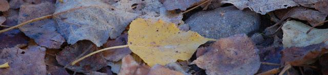 ¿No hay forma de organizarse?