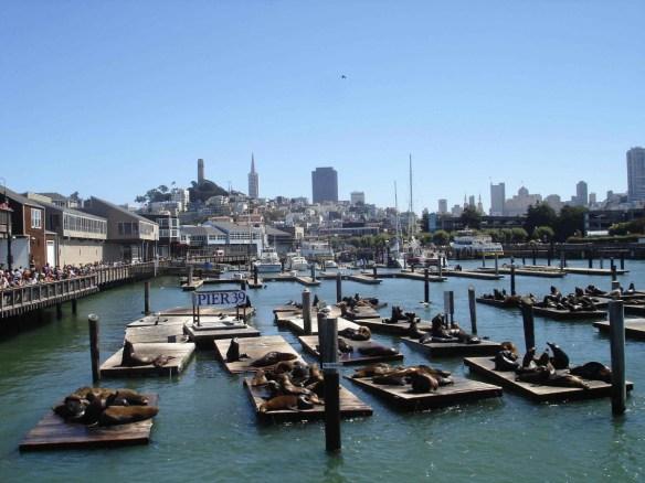 pier39-san-francisco-sf-phoques-californie-1200x900