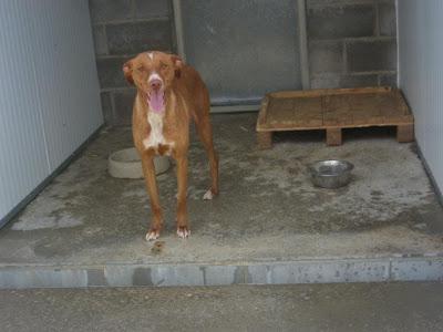 RUBIO NECESITA CON URGENCIA SER ADOPTADO. PERRERA DE HUESCA.