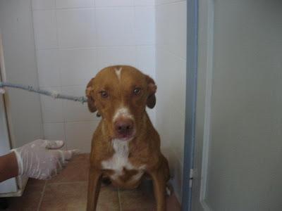 RUBIO NECESITA CON URGENCIA SER ADOPTADO. PERRERA DE HUESCA.