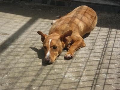 RUBIO NECESITA CON URGENCIA SER ADOPTADO. PERRERA DE HUESCA.