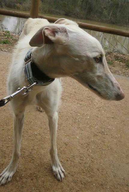 ISLA, PRECIOSA GALGA BUSCANDO HOGAR.