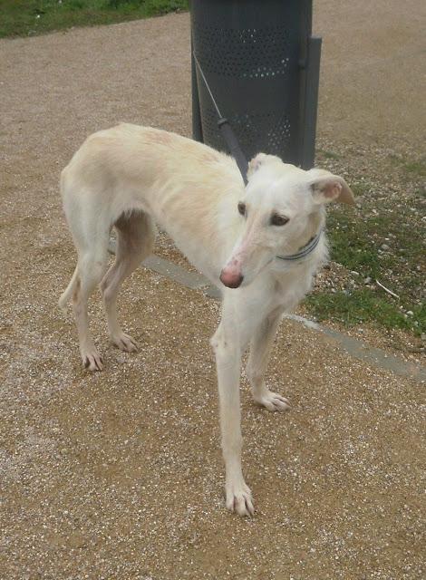 ISLA, PRECIOSA GALGA BUSCANDO HOGAR.