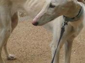 Isla, preciosa galga buscando hogar.