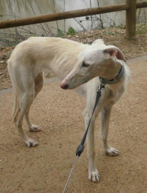 ISLA, PRECIOSA GALGA BUSCANDO HOGAR.