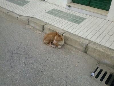 Angel, podenquito en muy mal estado en la calle con diarrea, se tambalea y cojito ya derrotado en pueblo de Sevilla