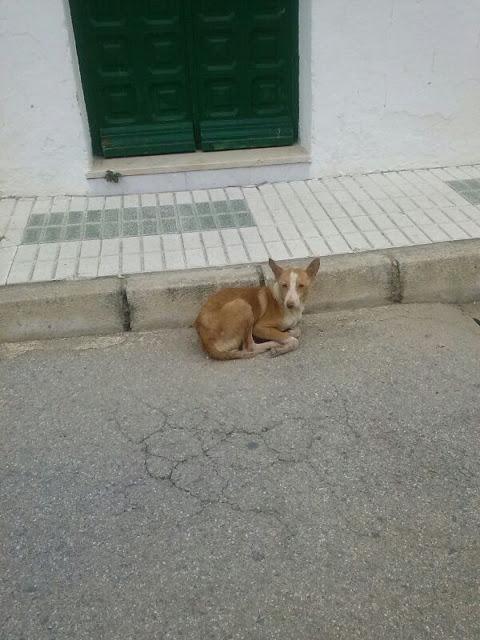 Angel, podenquito en muy mal estado en la calle con diarrea, se tambalea y cojito ya derrotado en pueblo de Sevilla
