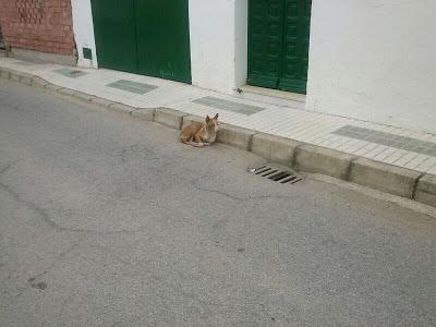 Angel, podenquito en muy mal estado en la calle con diarrea, se tambalea y cojito ya derrotado en pueblo de Sevilla