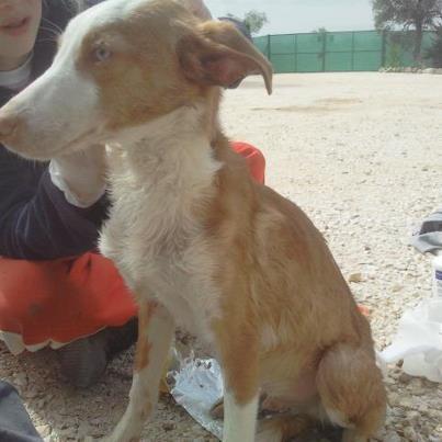 Foto: Este pequeño se llama Pistacho. Ha llegado a la protectora aterrorizado y en muy mal estado, tanto de desnutrición, como de higiniene. T Tenia las orejas llenas de garrapatas y chinchorros. Le cuesta mucho no encogerse por miedo cuando nos acercamos. No podemos, ni queremos imaginar de dónde viene. Ahora queremos que sea feliz por fin, ya que dudamos que lo haya sido alguna vez. Si te interesa darle un hogar o conoces a alguien que le pueda gustar nuestro Pistacho, ponte en contacto con nosotros.  Se encuentra en la protectora Aprenda, en Ecija ( Sevilla) CONTACTO: aprendaquererlos@gmail.com