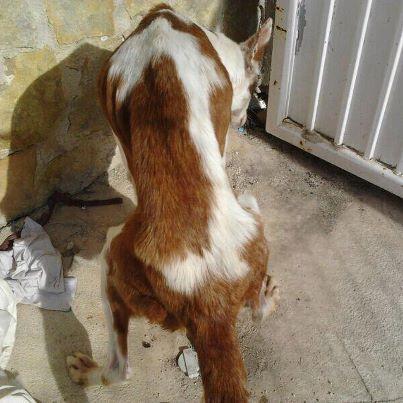 Foto: Como veis esta muy desnutrida esta muy débil necesita alguien que la apadrine y una vez recuperada le buscaran casa de adopción, si quieres apadrinar podéis llamar a Gloria. Tiene apenas 1 año y ya sabe lo que es sufrir demasiado en la vida, ha estado atada de sus patas,ha parido y estaba para sacrificio en una perrera de Valencia. Gloria 669 136 267  CAJA MAR: 3058 0304 30 2810015112 en concepto apadrinar a la podenca.