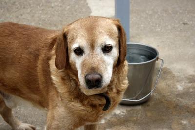 NOEL, EL PERRO BUENO, EN ADOPCIÓN‏.
