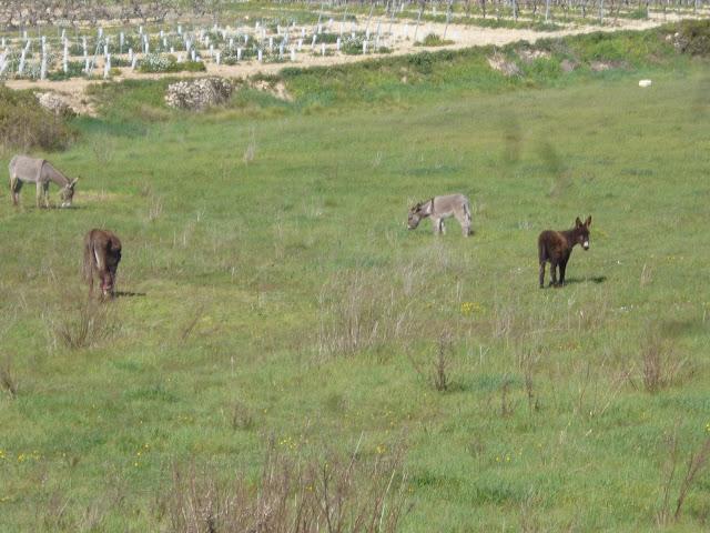 CALÇOTADA EN LES PECES, ALBINYANA...TARRAGONA, 11-03-2013...