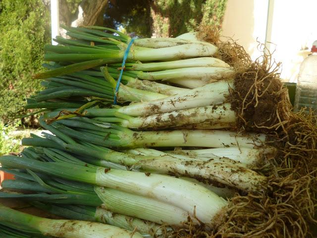 CALÇOTADA EN LES PECES, ALBINYANA...TARRAGONA, 11-03-2013...